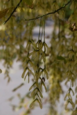 Acer negundo 'Variegatum' - javor jasanolistý - dvounažka